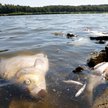 Latem 2022 r. wyłowiono z Odry około 250 ton śniętych ryb. Martwe sztuki wyławiano przez około półto