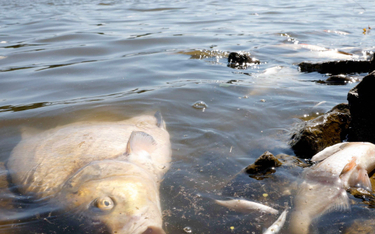 Latem 2022 r. wyłowiono z Odry około 250 ton śniętych ryb. Martwe sztuki wyławiano przez około półto