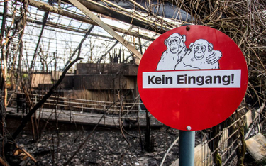 Noworoczny lampion możliwą przyczyną pożaru w małpiarni w zoo w Krefeld