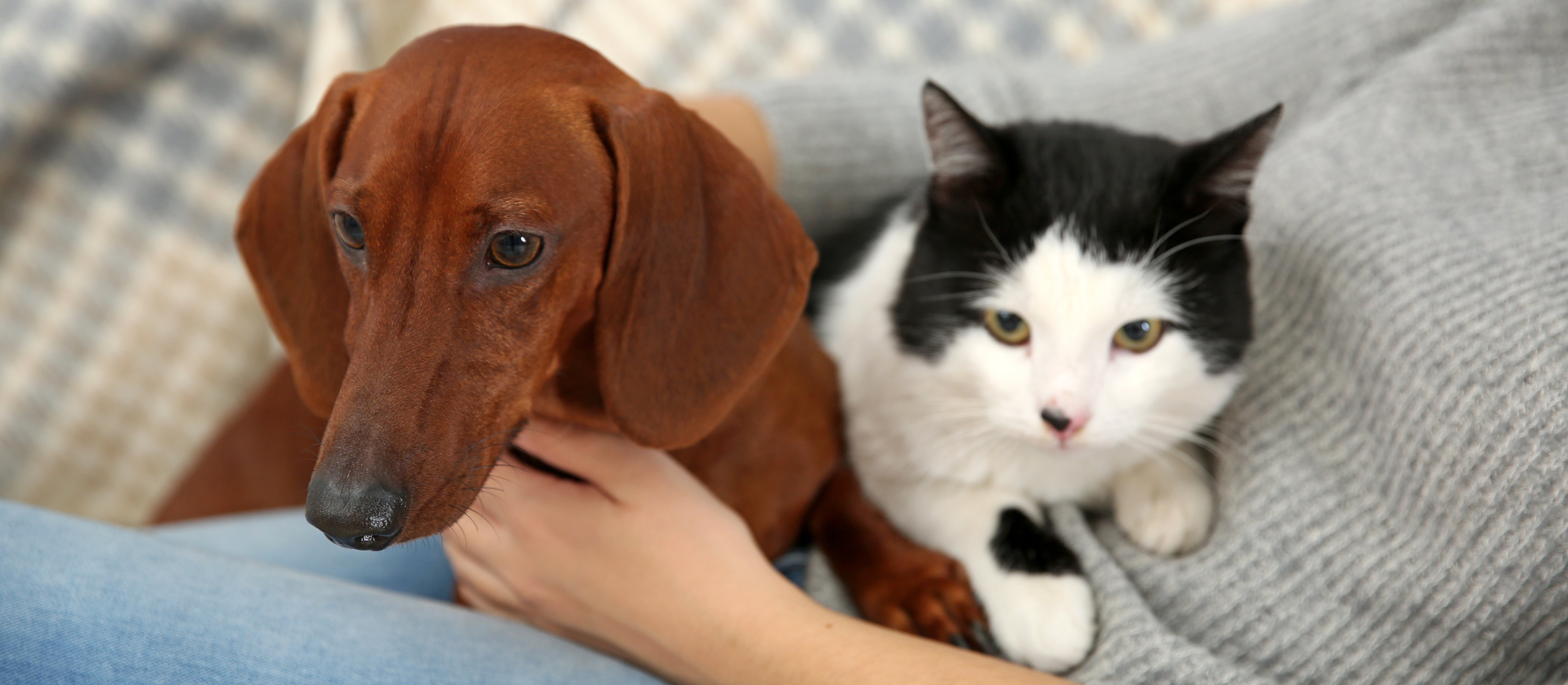 Polacy wydają coraz więcej pieniędzy na swoje zwierzęta