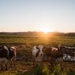 USA: Rząd pomoże farmerom. 19 mld dolarów na ratunek