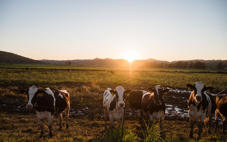 USA: Rząd pomoże farmerom. 19 mld dolarów na ratunek