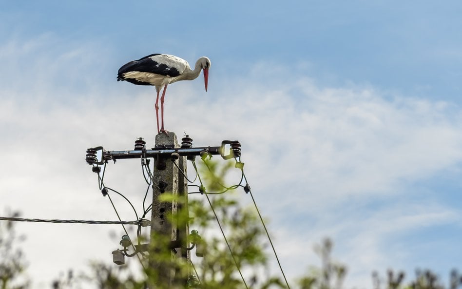 Kancelarie chętnie przedstawiają sprawy przesyłowe jako pewny zysk, licząc na masowy napływ klientów