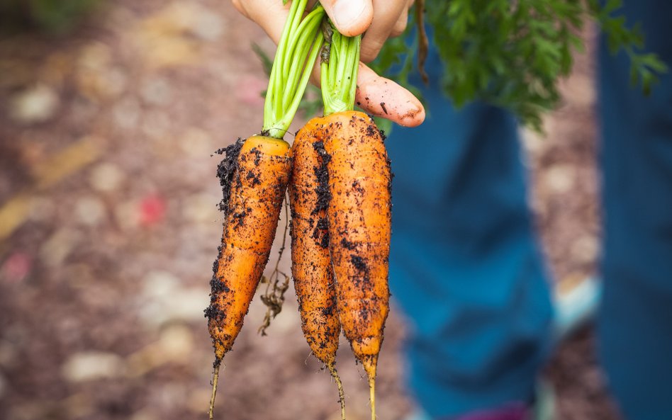Eksperci odnotowali m.in. wyraźny spadek zawartości cynku w produktach rolnych, a także wzrost pozio
