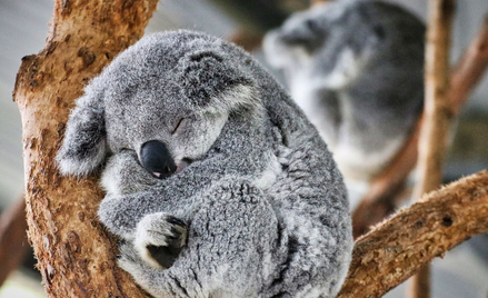 Australia. 126 zarzutów za masakrę koali