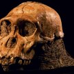 Program komputerowy, rzeźbiarz i antropolodzy tworzą na podstawie tej czaszki podobiznę istoty pralu