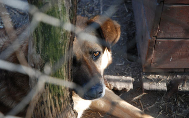 Zakaz ratowania zwierząt w ustawach tarczy antykryzysowej?