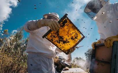 Pszczoły są jednymi z najbardziej wydajnych i precyzyjnych nawigatorów w świecie przyrody