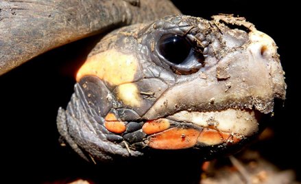 Anglia: Żółw wywołał pożar domu. Strażacy go uratowali