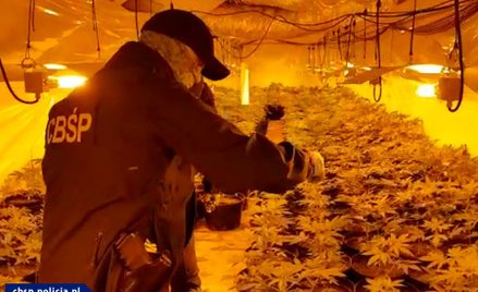Zlikwidowano gigantyczną plantację. Konopie w całym budynku
