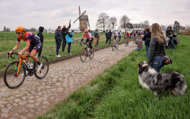 Wyścig Paryż–Roubaix. Kozy czyściły bruk