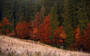 Lasy łemkowskie: porozumienie dotyczące reprywatyzacji działek leśnych
