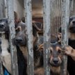 NIK chce poprawy losu bezpańskich zwierząt i postuluje zmiany w prawie