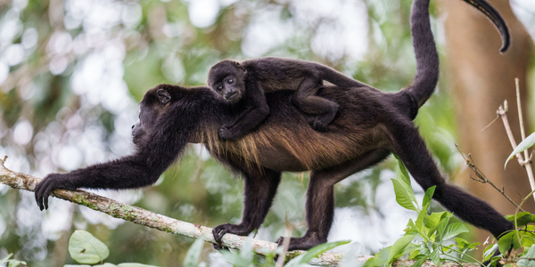 Meksyk: 80 martwych małp znalezionych w lasach tropikalnych. Powodem upały