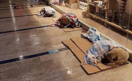 Mróz w Turcji. Psy śpią w centrum handlowym