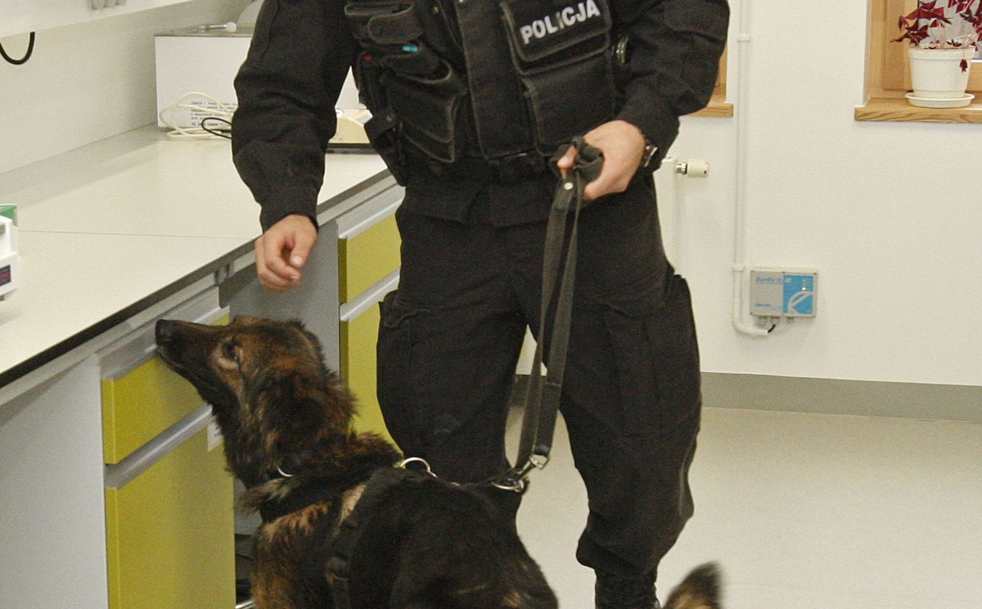 Afera z wicekomendantem policji. Gabinet sprawdziły psy wykrywające narkotyki
