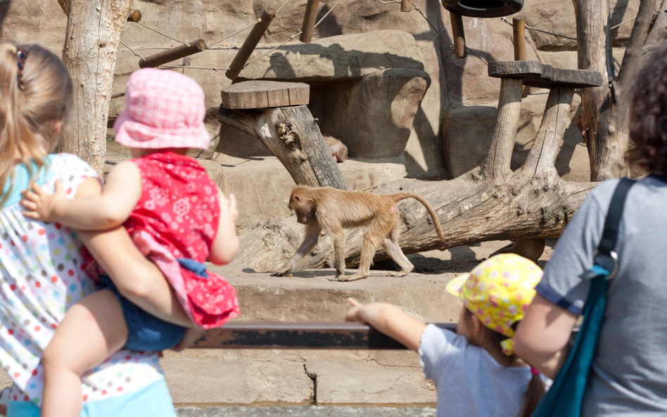 Najciekawsze atrakcje warszawskiego ZOO. Co czeka na zwiedzających?