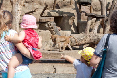 Najciekawsze atrakcje warszawskiego ZOO. Co czeka na zwiedzających?