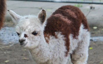 Maluch otrzyma imię na literę „R”