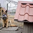 Utrzymywanie psa w kojcu będzie dopuszczalne, pod warunkiem, że kojec będzie mieć powierzchnię umożl