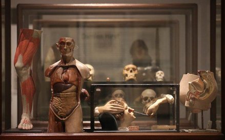 Medyczne modele z kolekcji Damiena Hirsta