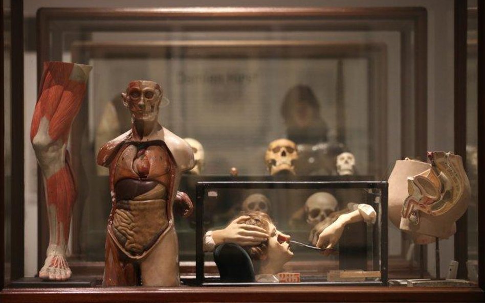 Medyczne modele z kolekcji Damiena Hirsta