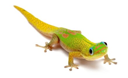 Wszelkie poczynania gekonów obserwuje kamera wysyłająca obraz na Ziemię.