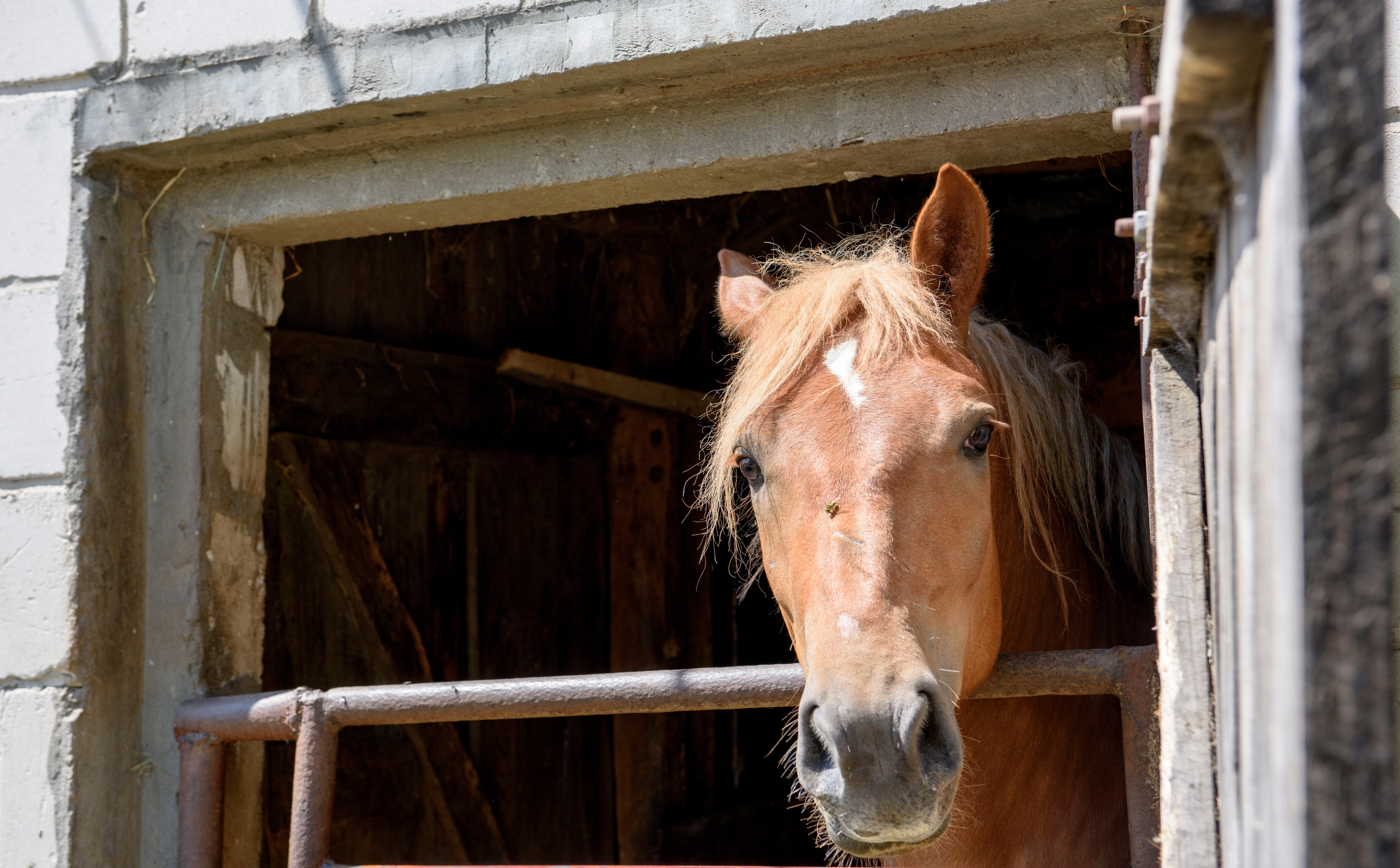 Wszystkie zwierzęta wolne od egzekucji