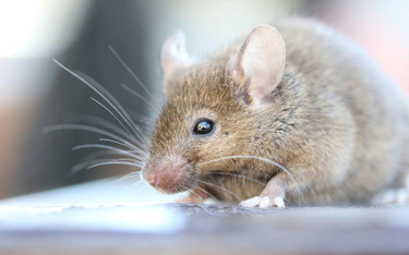Myszy pomogą wyleczyć alzheimera?