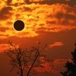 Całkowite zaćmienie Słońca wpłynęło na zachowanie wielu gatunków zwierząt