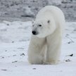 Rosja: Stan wyjątkowy z powodu najazdu niedźwiedzi polarnych
