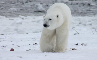 Rosja: Stan wyjątkowy z powodu najazdu niedźwiedzi polarnych