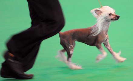 Targowisko psiej (a raczej ludzkiej) próżności