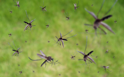 Walka z komarami: jedni trują, inni budują domki dla ptaków