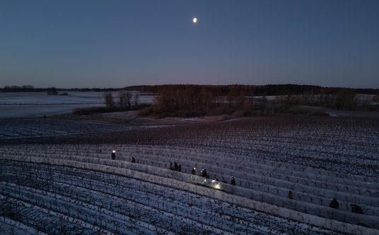 Zimowe zbiory w Winnicy Turnau.