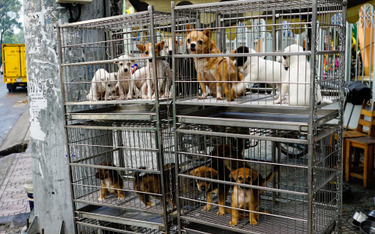 Koniec "fabryk psów". PE chce ukrócić nielegalny handel zwierzętami