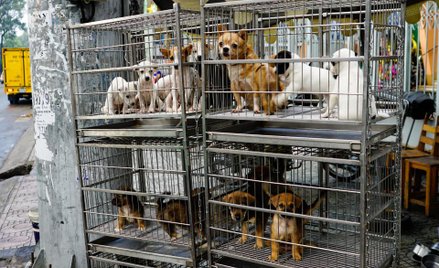 Koniec "fabryk psów". PE chce ukrócić nielegalny handel zwierzętami