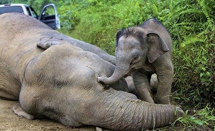Słonie giną na Borneo
