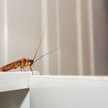 Chiny: Szefowie zmuszali pracowników do jedzenia karaluchów