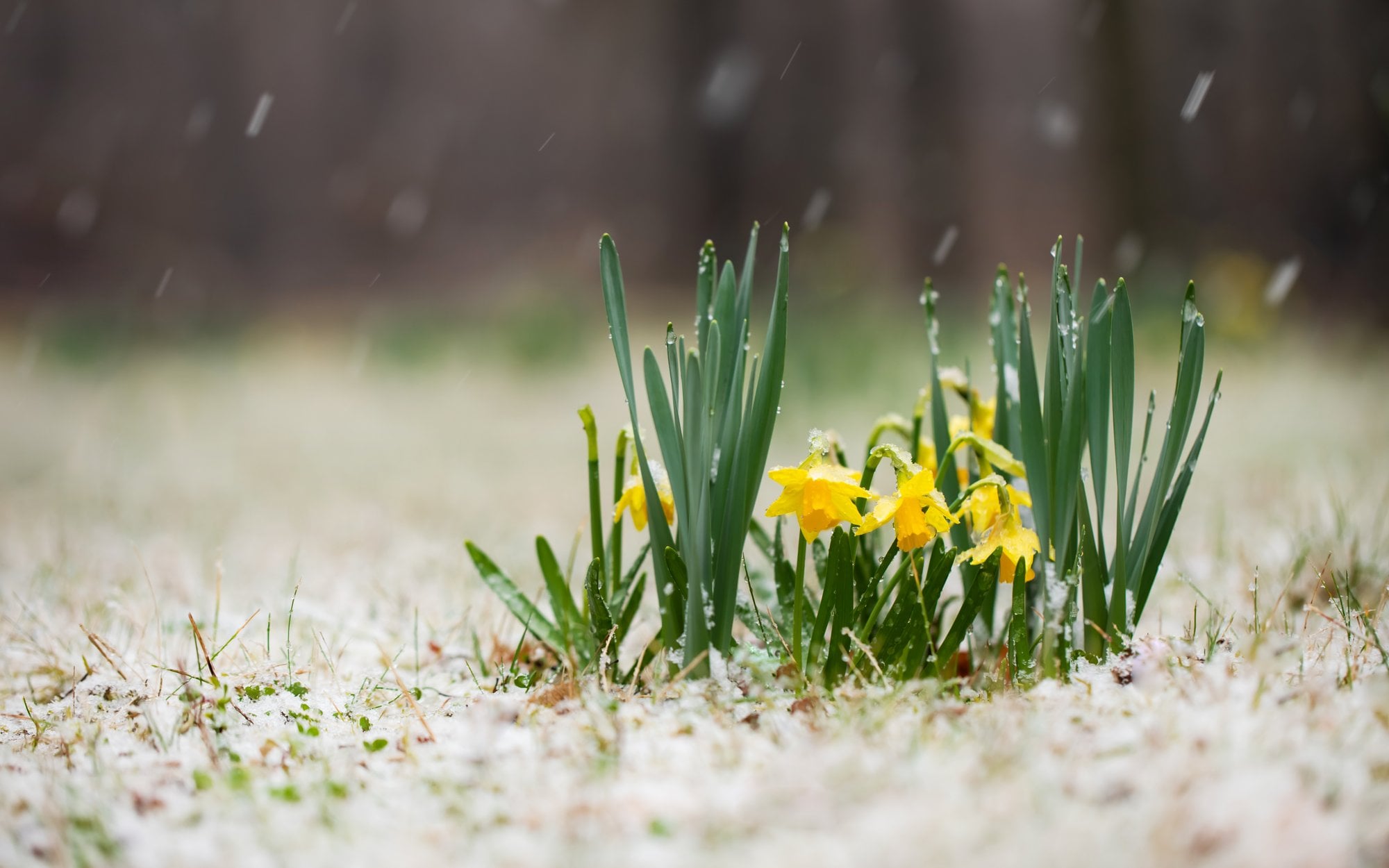 Pogoda na Wielkanoc może zaskoczyć. Synoptycy mają złe wieści
