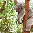 Australia przeznacza rekordową kwotę na ratowanie populacji koali