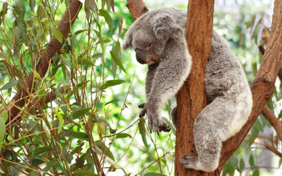 Australia przeznacza rekordową kwotę na ratowanie populacji koali