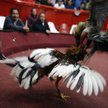 USA: kogut zabił człowieka