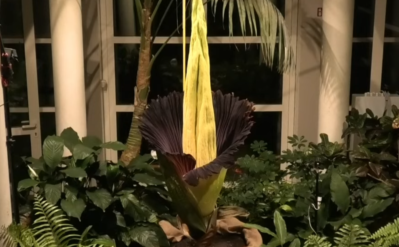 Dziwidło olbrzymie zakwitło! Drugi raz w historii Polski