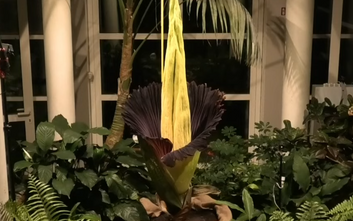 Dziwidło olbrzymie zakwitło w nocy z 4 na 5 sierpnia 2025 roku