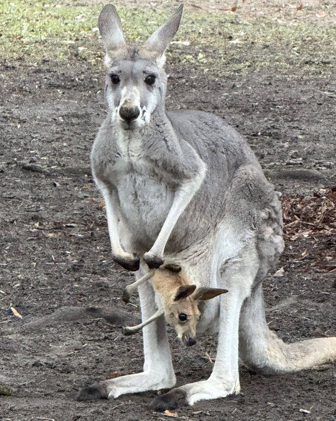 Kangurzyca z maleństwem