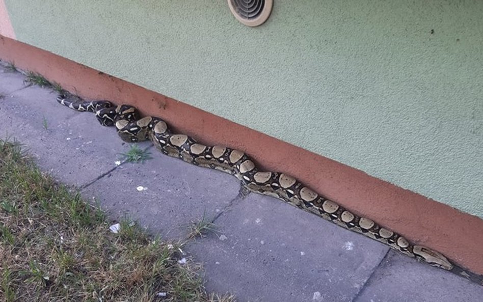 Boa dusiciel pod blokiem w Łodzi. Mieszkańcy wezwali patrol