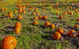 Akcja samozbiorów organizowana przez rolnika z Ursynowa wpisuje się w ogólnopolski kryzys sektora wa