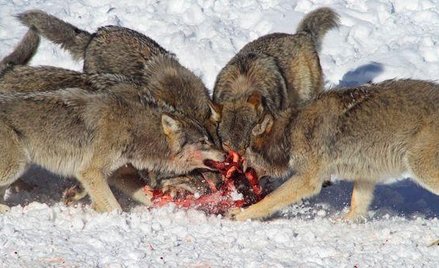 Koła łowieckie: teren prywatny nie dla myśliwych