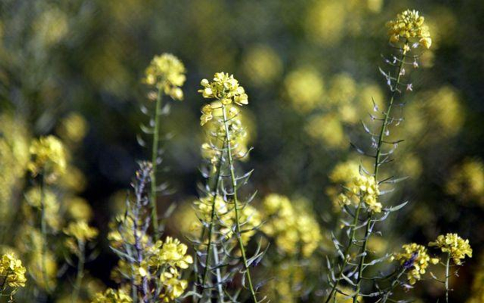 Poślizg na biopaliwie